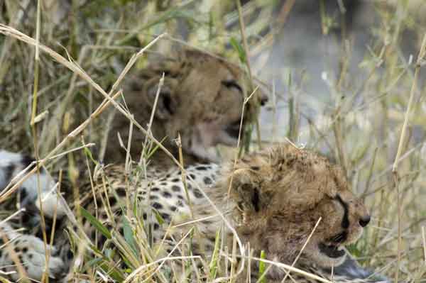 22 - Kenia - Guepardo y sus crias - reserva nacional de Masai Mara